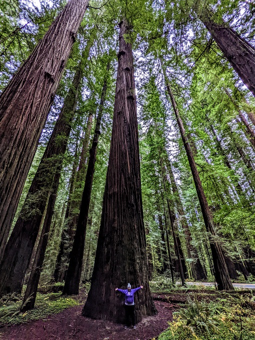 Shae vs Redwood