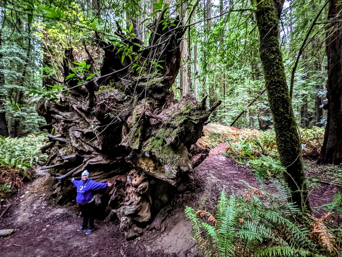 Shae vs the base of the Dyerville Giant in Founders Grove, Humboldt Redwoods State Park