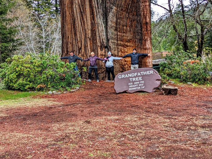 The Grandfather Tree is thiiiiiiiiis wide