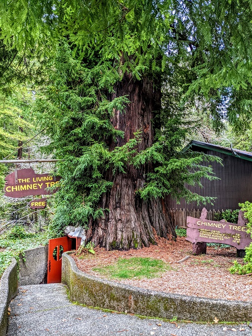 The Living Chimney Tree in Phillipsville, CA