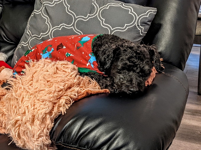 Truffles taking a Christmas nap