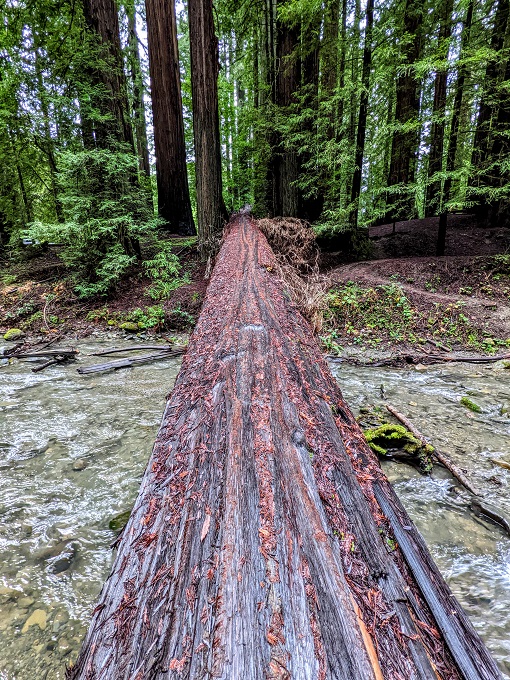 Walking across a redwood to cross the South Fork of Eel River