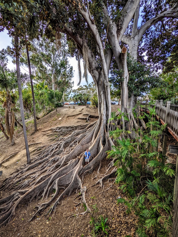 Moreton Bay fig tree in Balboa Park, San Diego