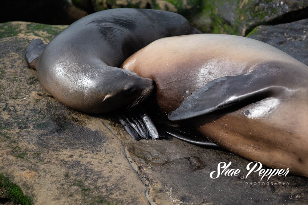 Pinniped Passion: The Sea Lions & Seals of La Jolla - The Sofia Hotel