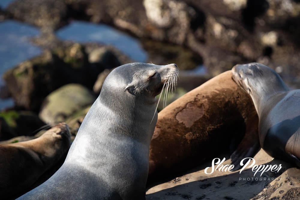 The Best Place to Sea Lions: La Jolla Cove - American Expeditioners