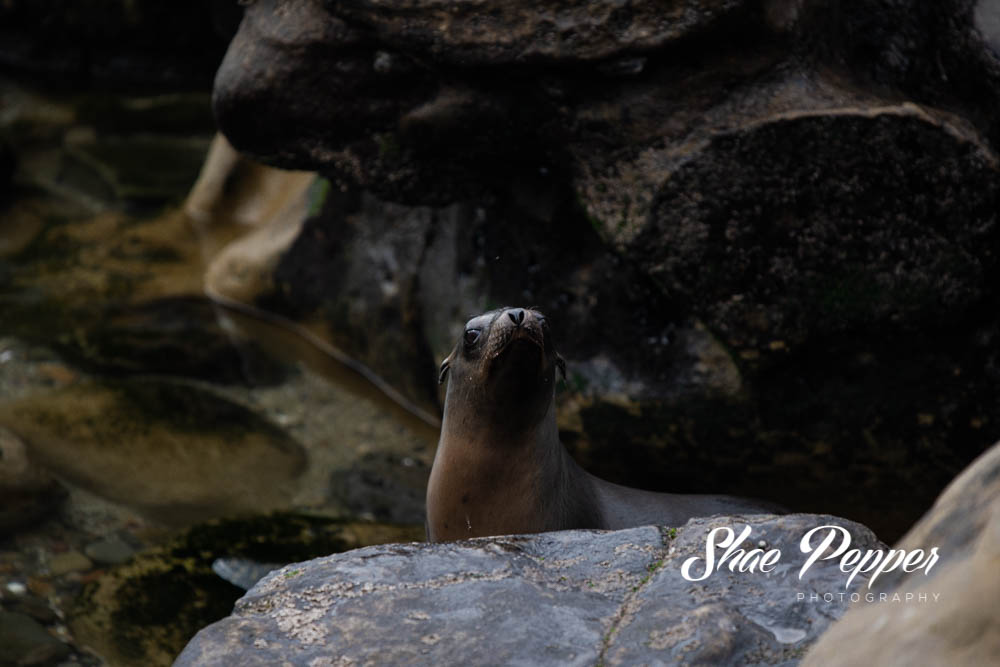 The Best Place to Sea Lions: La Jolla Cove - American Expeditioners