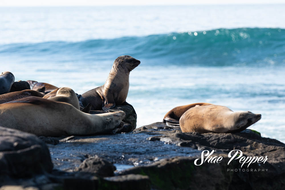 The Best Place to Sea Lions: La Jolla Cove - American Expeditioners