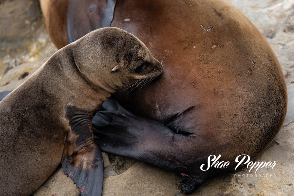 Pinniped Passion: The Sea Lions & Seals of La Jolla - The Sofia Hotel