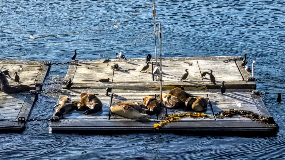 Sea lions on the harbor tour