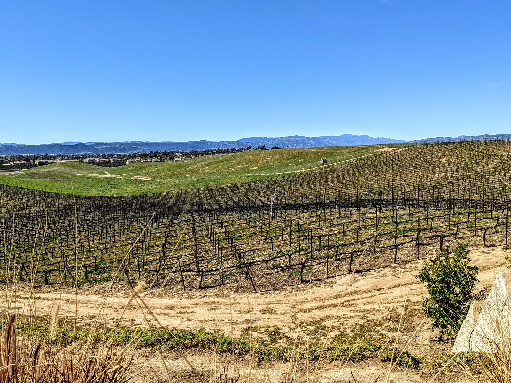 Callaway's vineyard