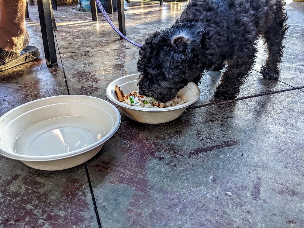 Chicken & rice dog meal at Lazy Dog Restaurant