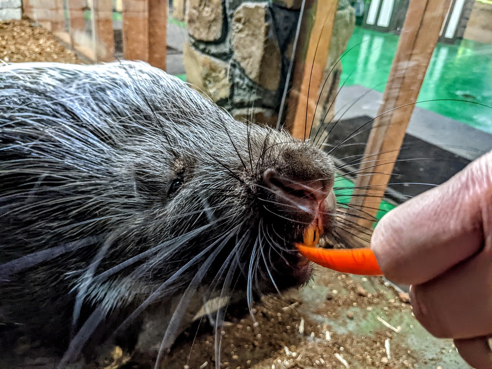 Feeding Quilly the porcupine