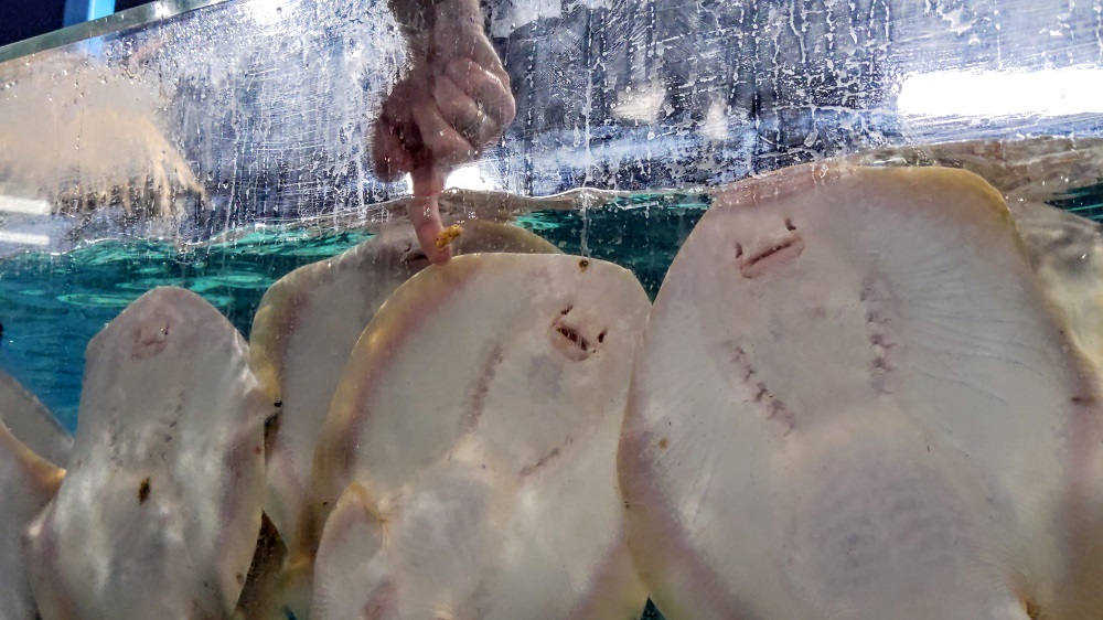 Feeding stingrays at SeaQuest Folsom