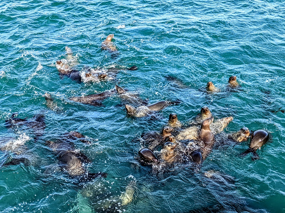 More sea lions in Monterey