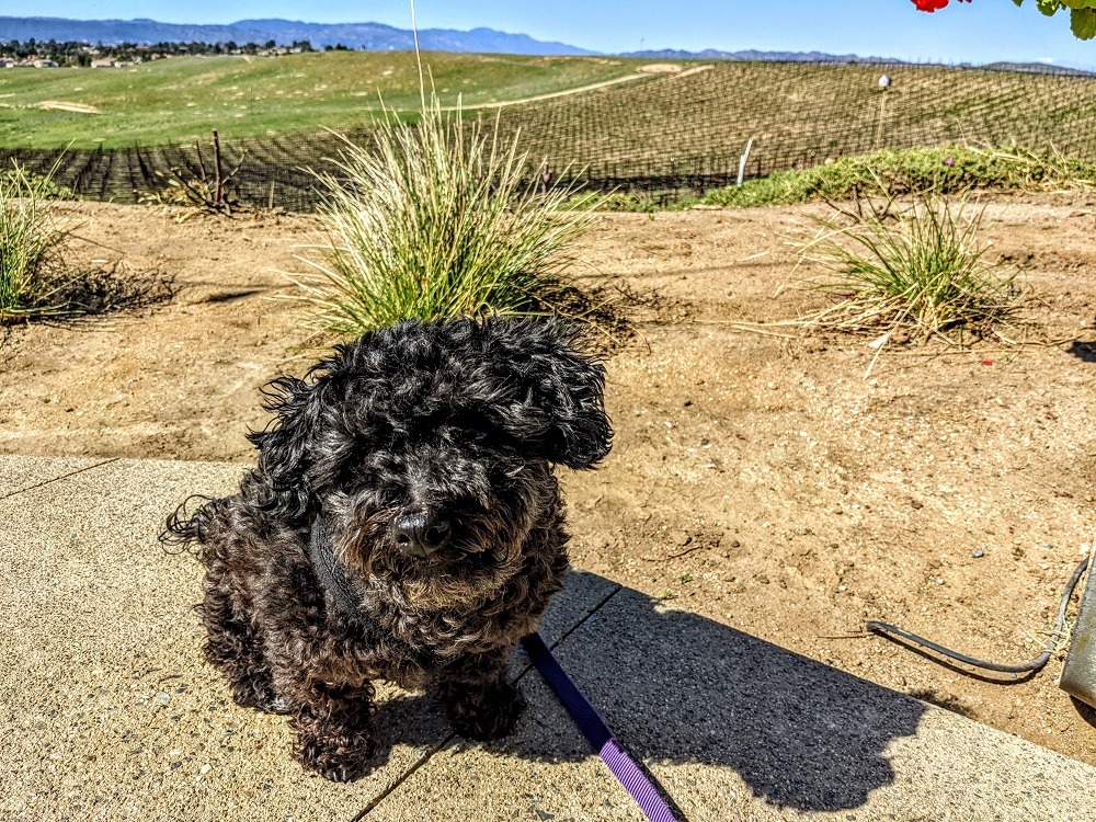 Truffles at Callaway Vineyard & Winery in Temecula, CA
