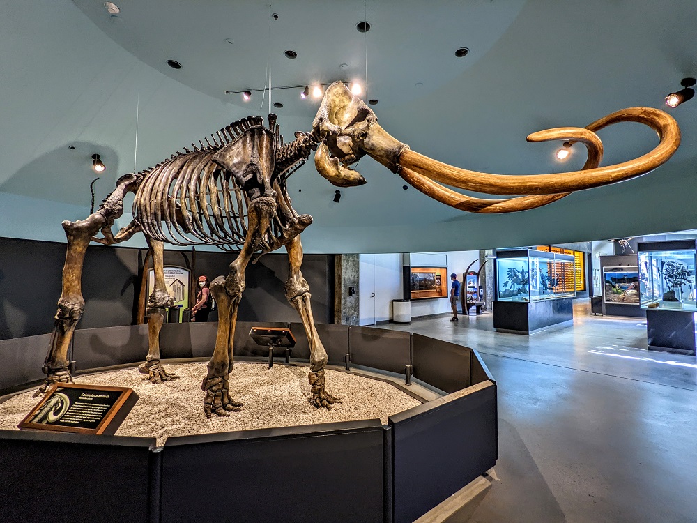 Columbian mammoth