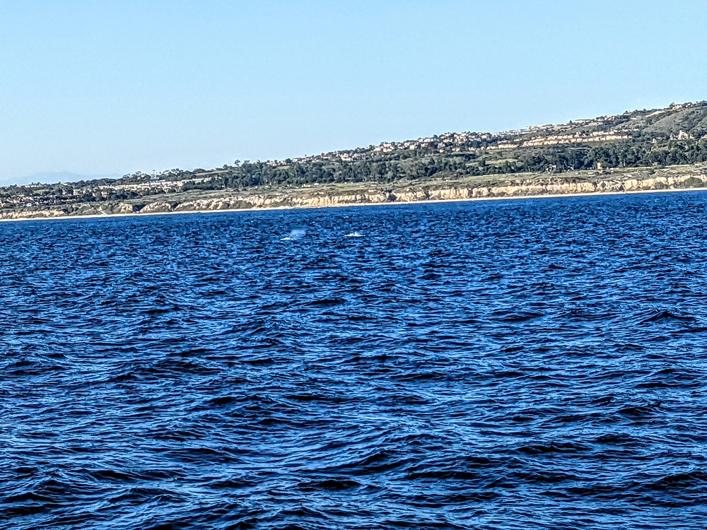 Some whale spouts in the distance