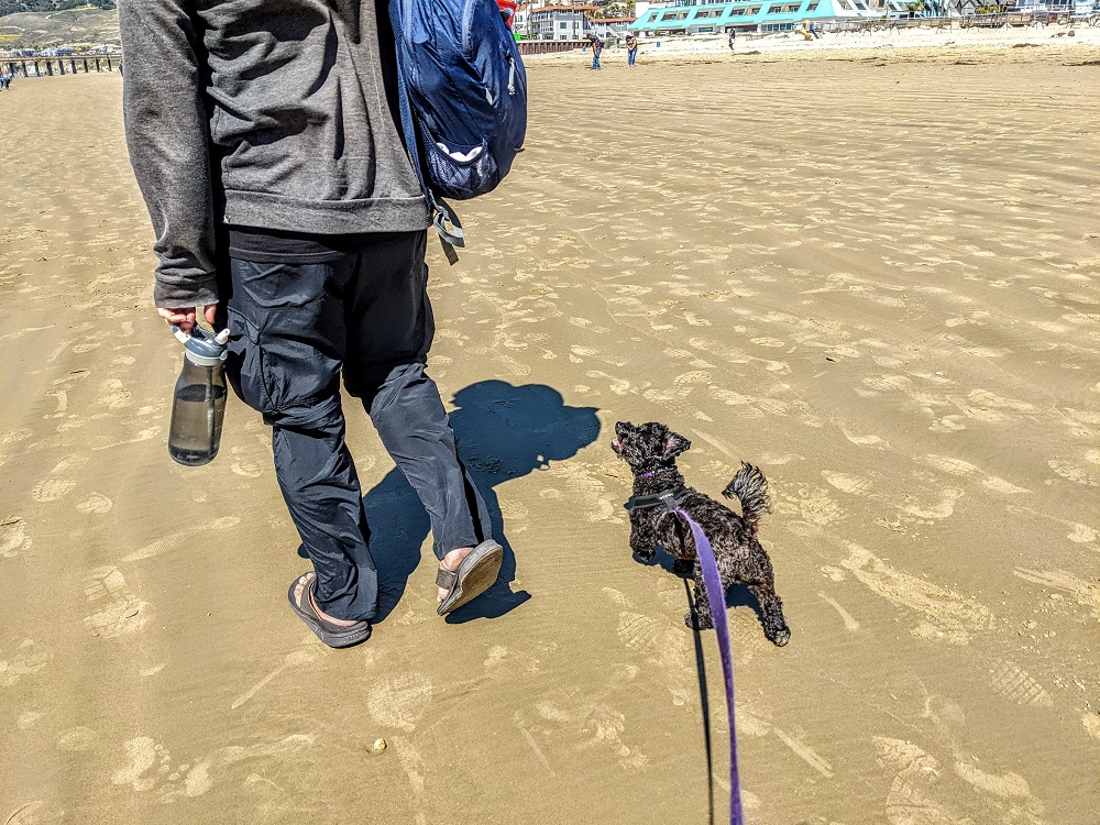 Truffles reeeeeeally wanting to chase after a ball on the beach