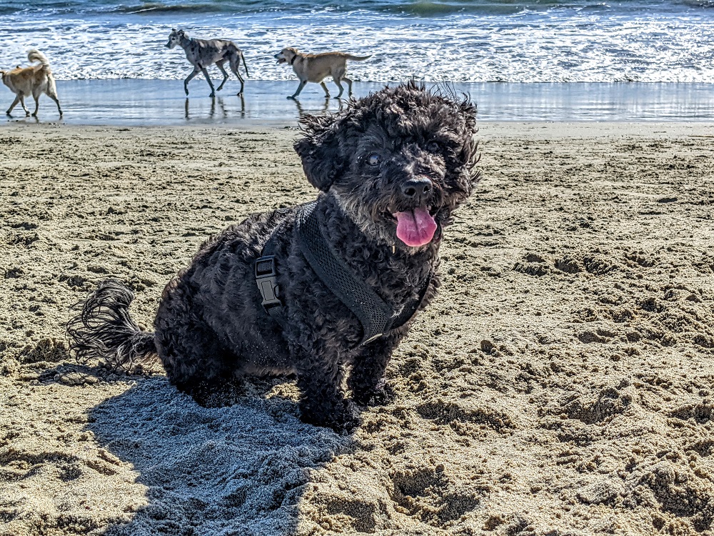 Rosie's Dog Beach in Long Beach, CA