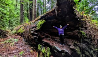 Shae in a downed redwood tree on Avenue of the Giants