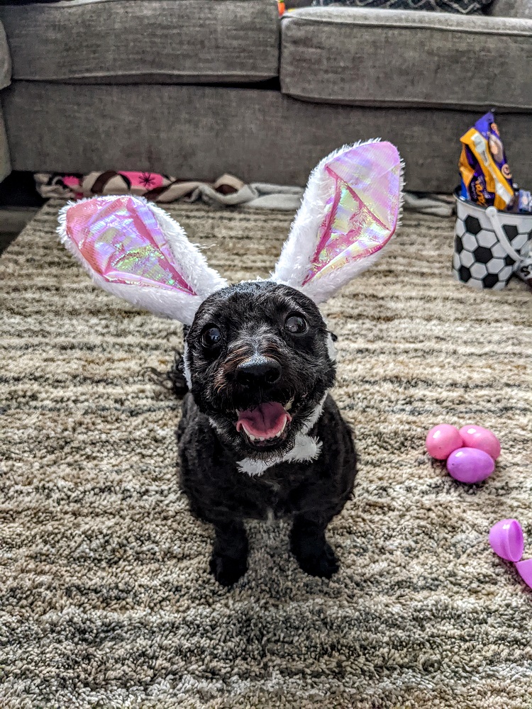 The cutest Easter bunny you've ever seen