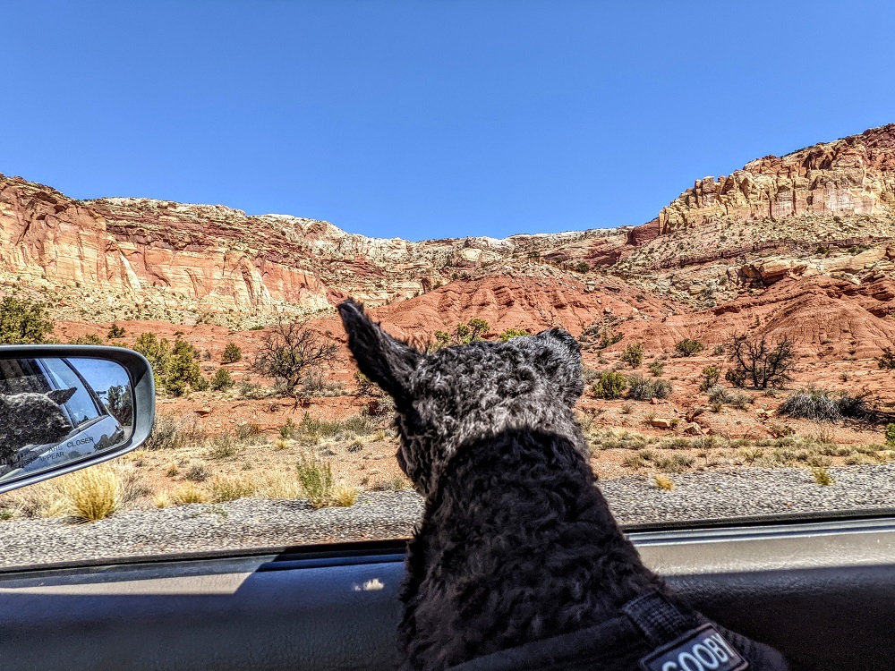 Truffles inspecting the rock layers as we drove along