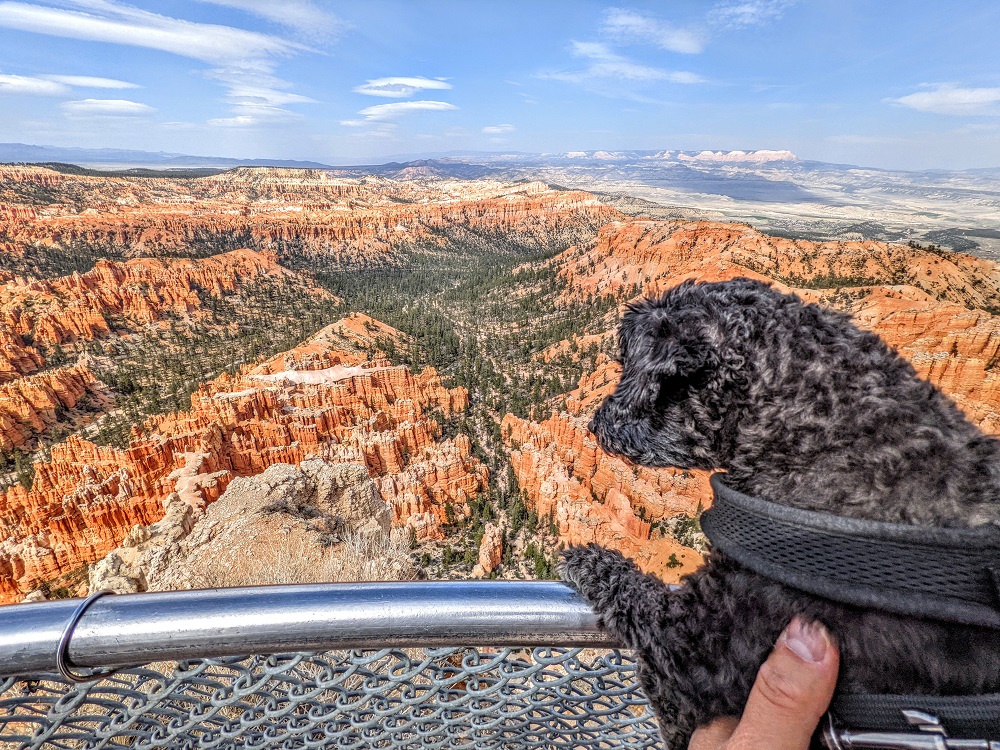 Bryce Canyon National Park - Truffles at Bryce Point Overlook