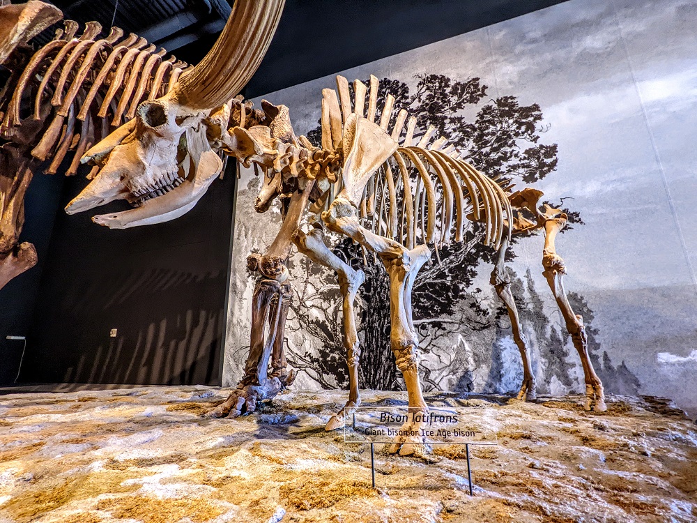 Ice Age Bison exhibit at Natural History Museum of Utah