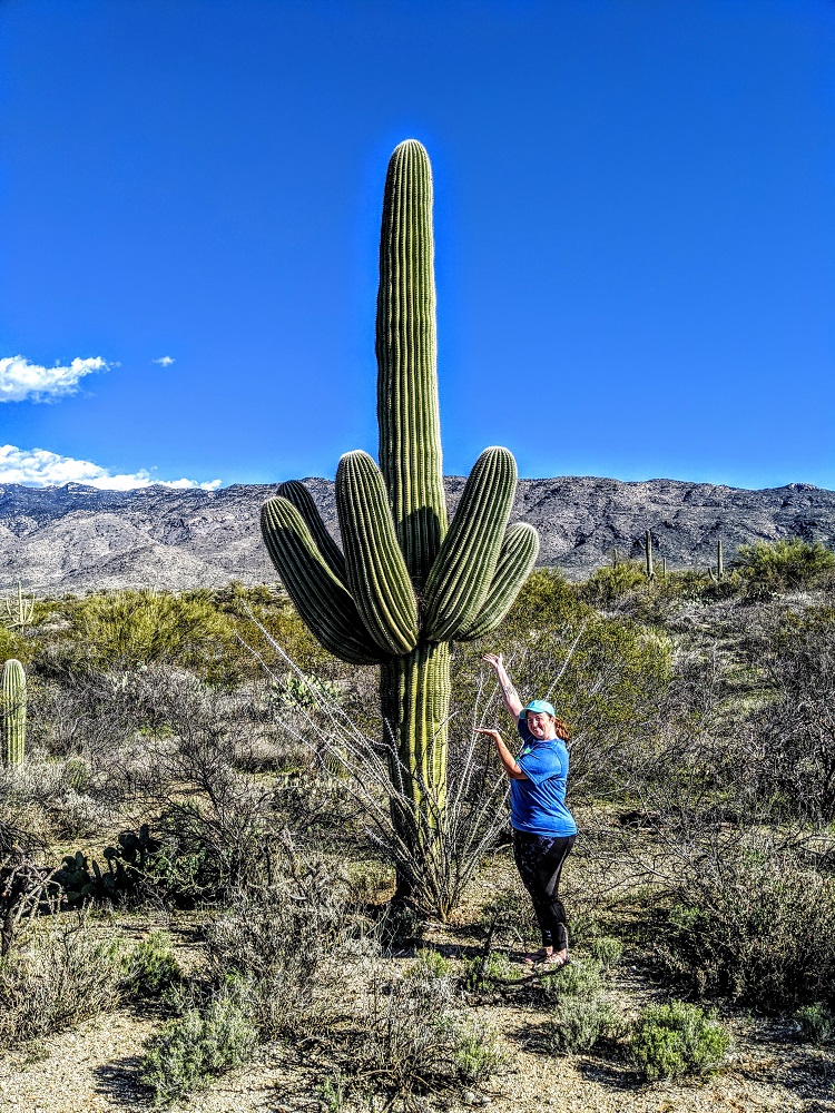 Saguaro National Park in Tucson AZ