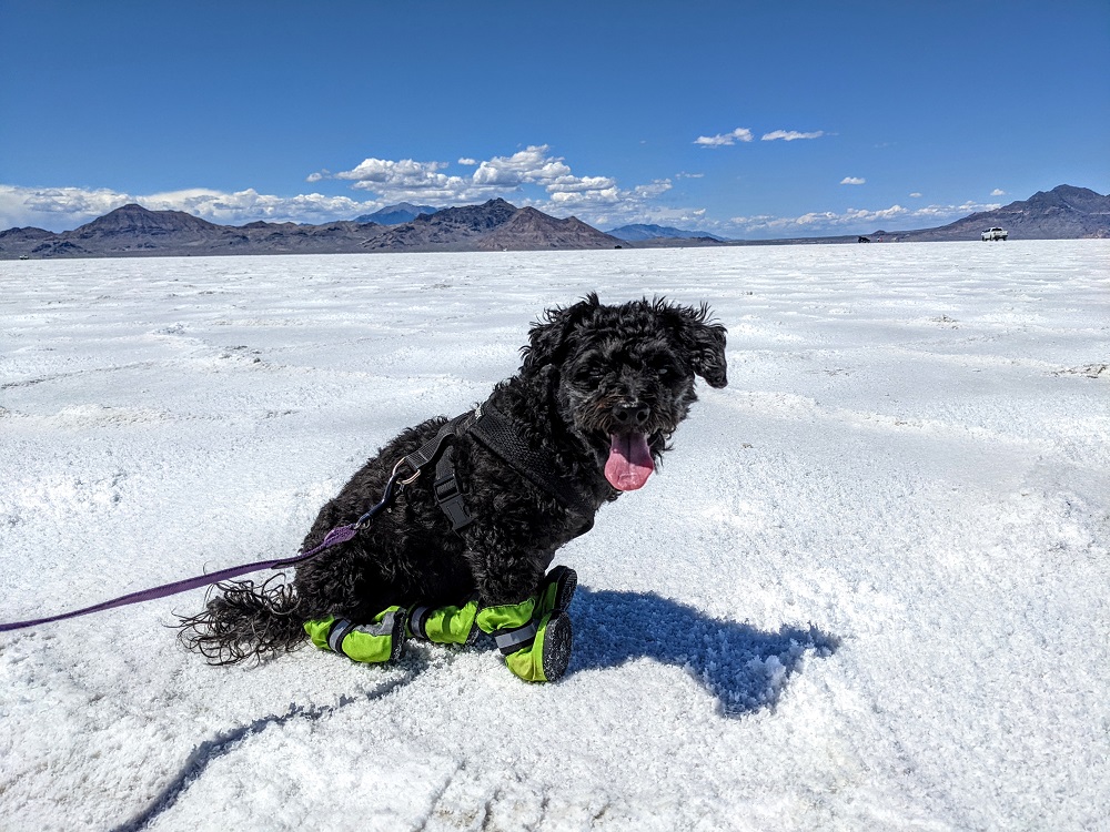 Truffles in her booties on the Bonneville Salt Flats