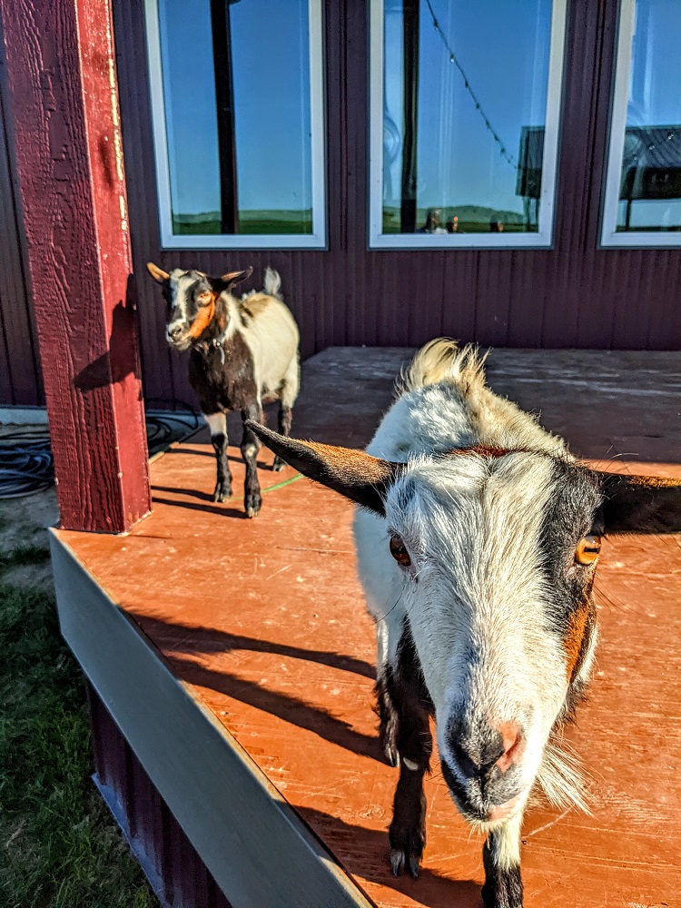 Kinkaider Brewing Co - Fainting goats