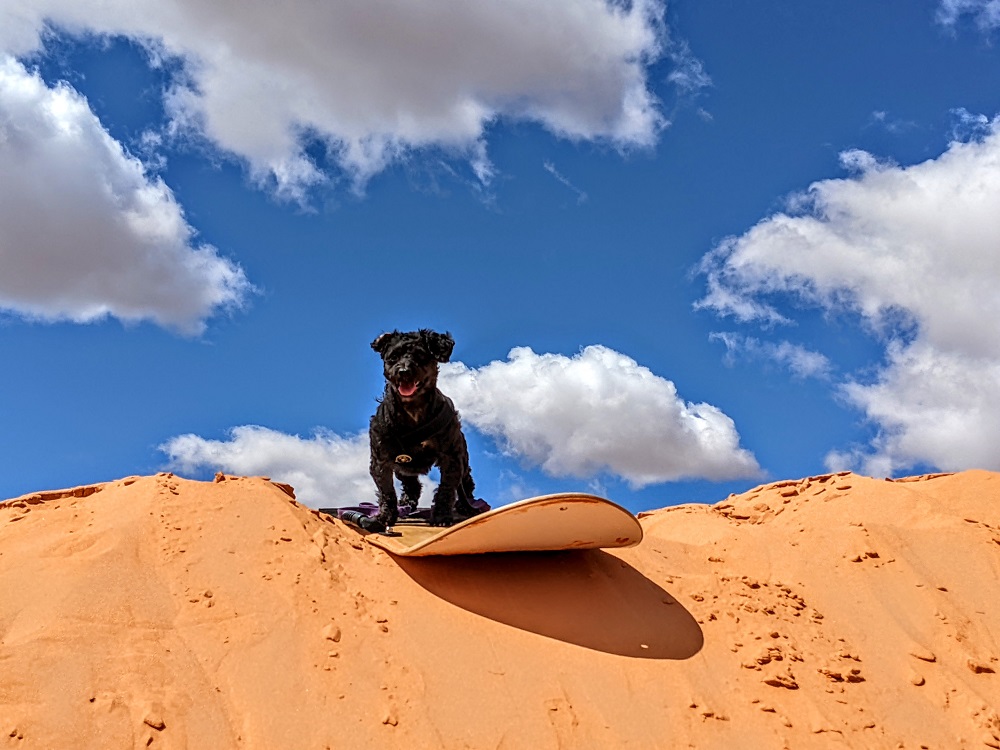 Truffles sand boarding at Coral Pink Sand Dunes State Park in Utah