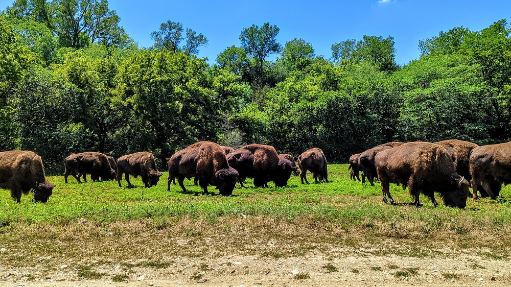 Bison at Wildlife Safari Park in Ashland, NE