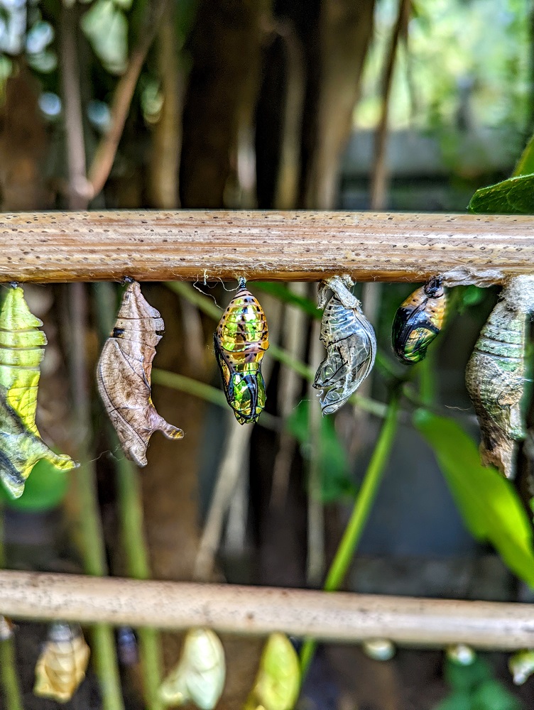 Chrysalides of soon-to-be butterflies