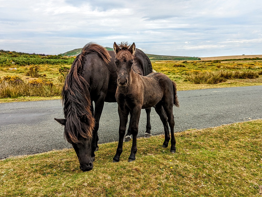 Horses in Dartmoor National Park