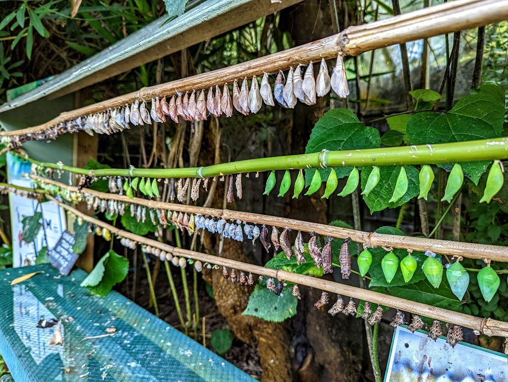 Rows of chrysalides