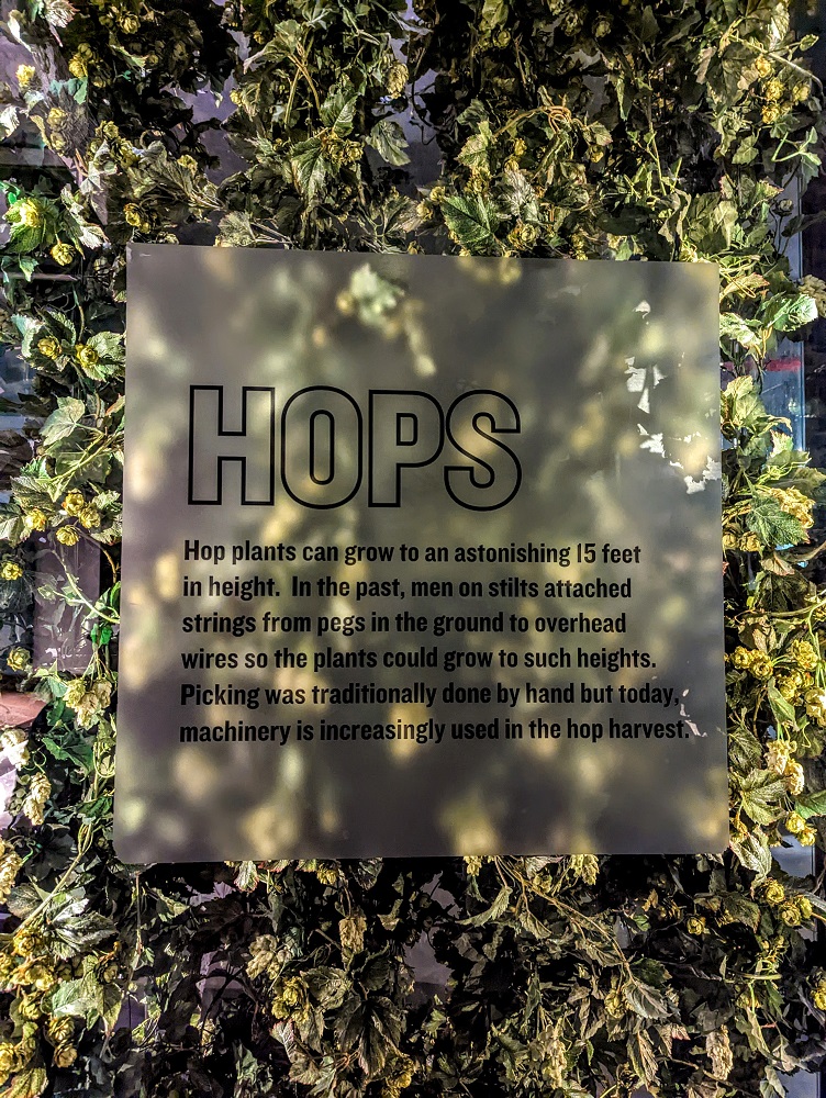 Hops info on the Guinness Storehouse tour