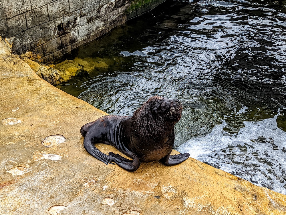 Southern sea lion at the Cornish Seal Sanctuary