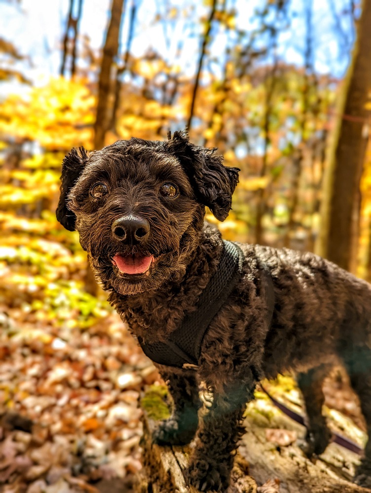 Truffles enjoyed going for a walk in the woods