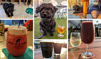 5 Pet-Friendly Place To Drink In Lewes Rehoboth Beach DE