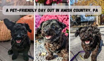 A Pet-Friendly Day Out In Amish Country, PA