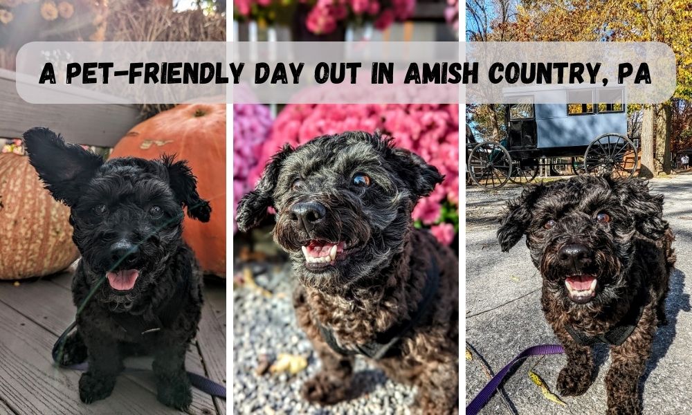A Pet-Friendly Day Out In Amish Country, PA