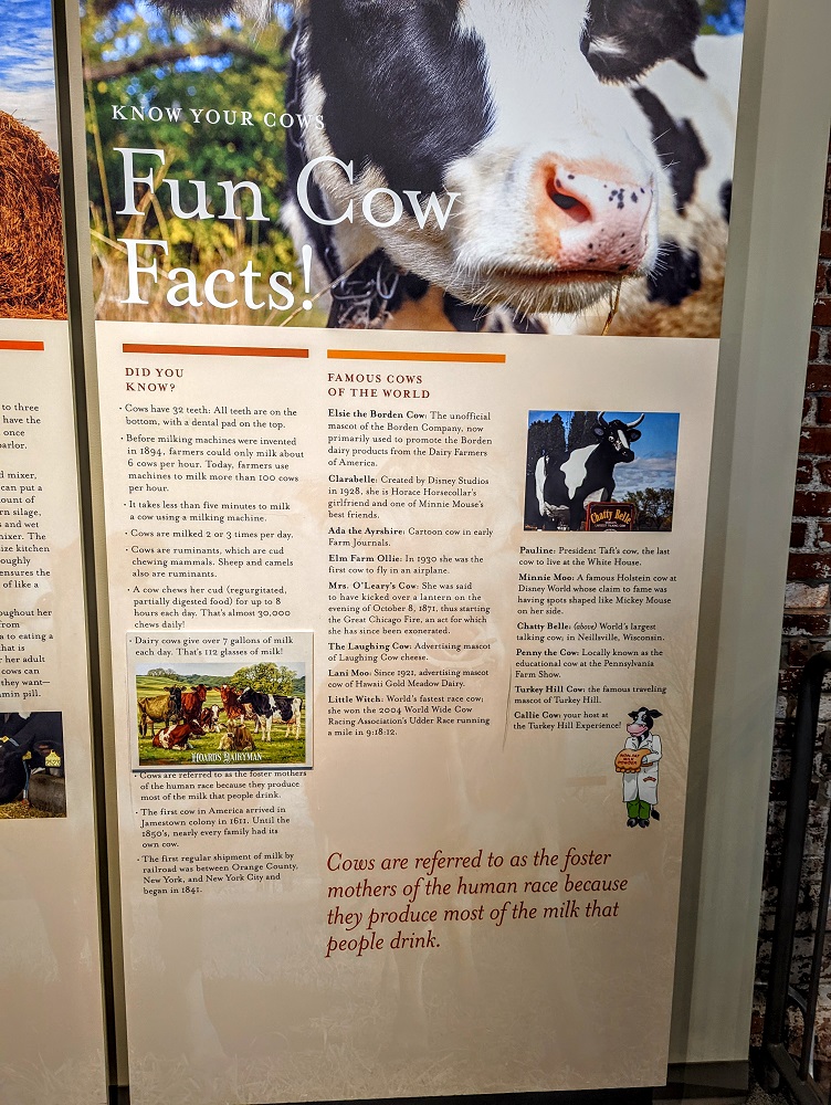 Cow facts exhibit