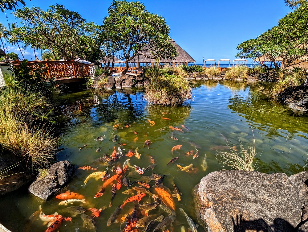 Hilton Mauritius Resort & Spa - Koi pond outside the breakfast area