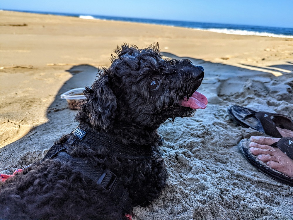 Truffles having a quick breather on Rehoboth Beach