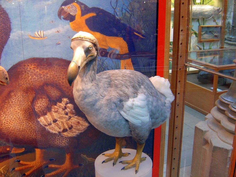 What a dodo is thought to have looked like