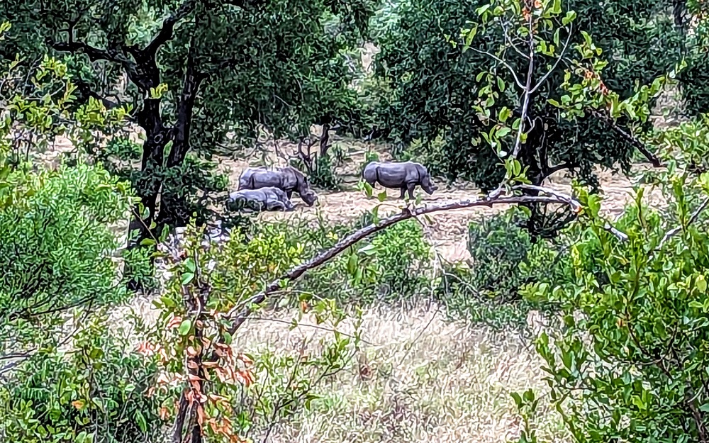 Kruger National Park - A crash of rhinoceroses