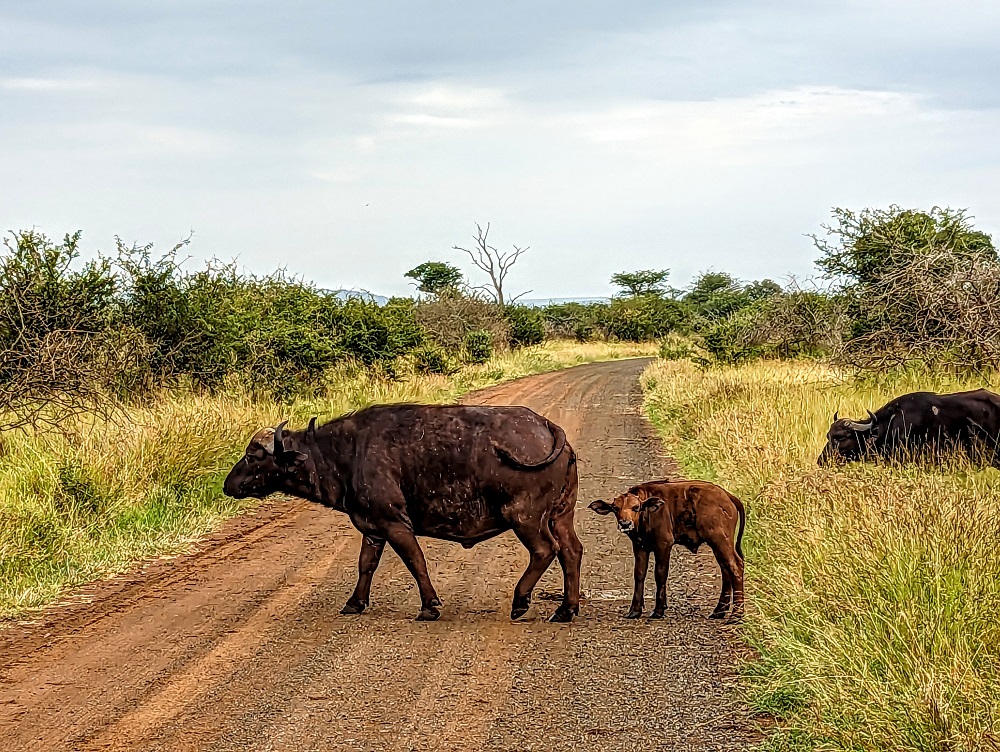 Kruger National Park - Adult & baby buffalo