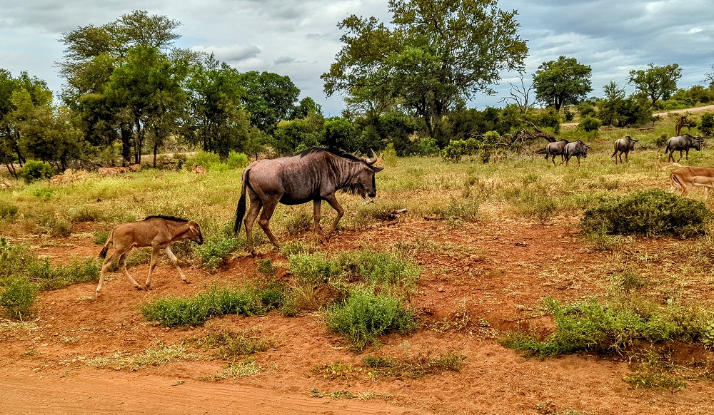 Kruger National Park - Adult & baby wildebeest