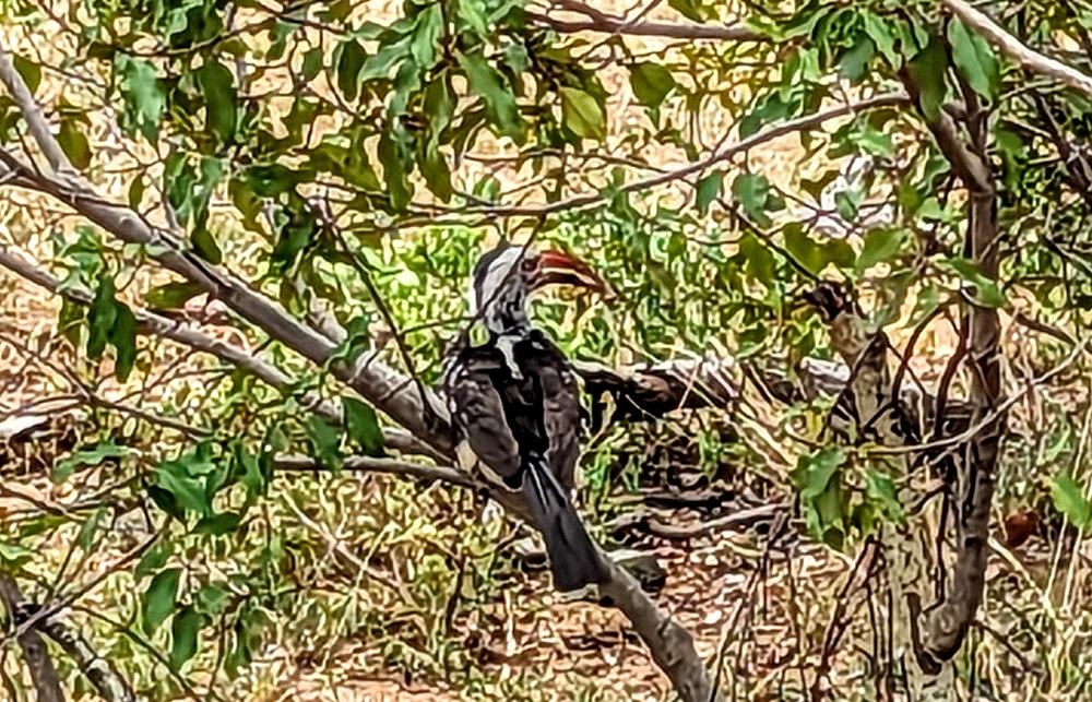 Kruger National Park - African red-billed hornbill